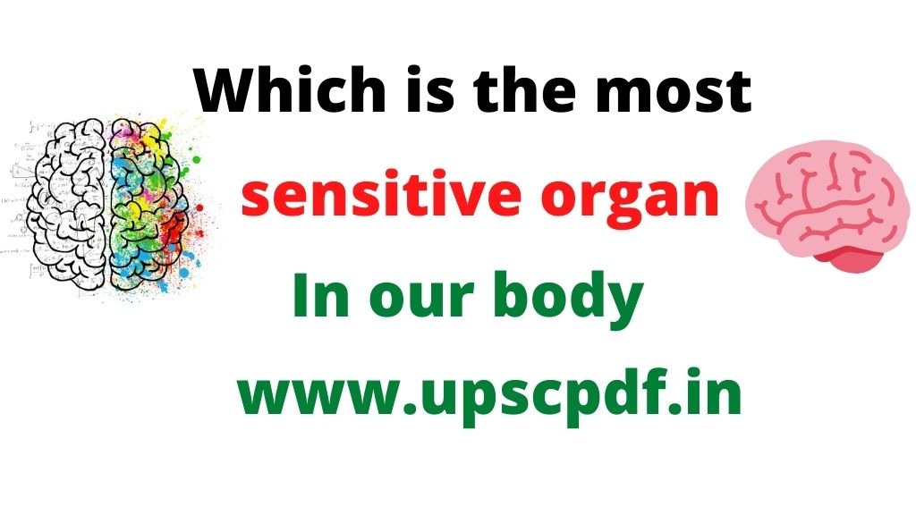 sensitive part in human body, which part of the body is most sensitive to touch, is the eye the most sensitive part of the body, what is the most heat sensitive part of the body, which organ purify our blood, most sensitive part of the human brain, most sensitive part of the body to pain, what is the most sensitive part of the hand